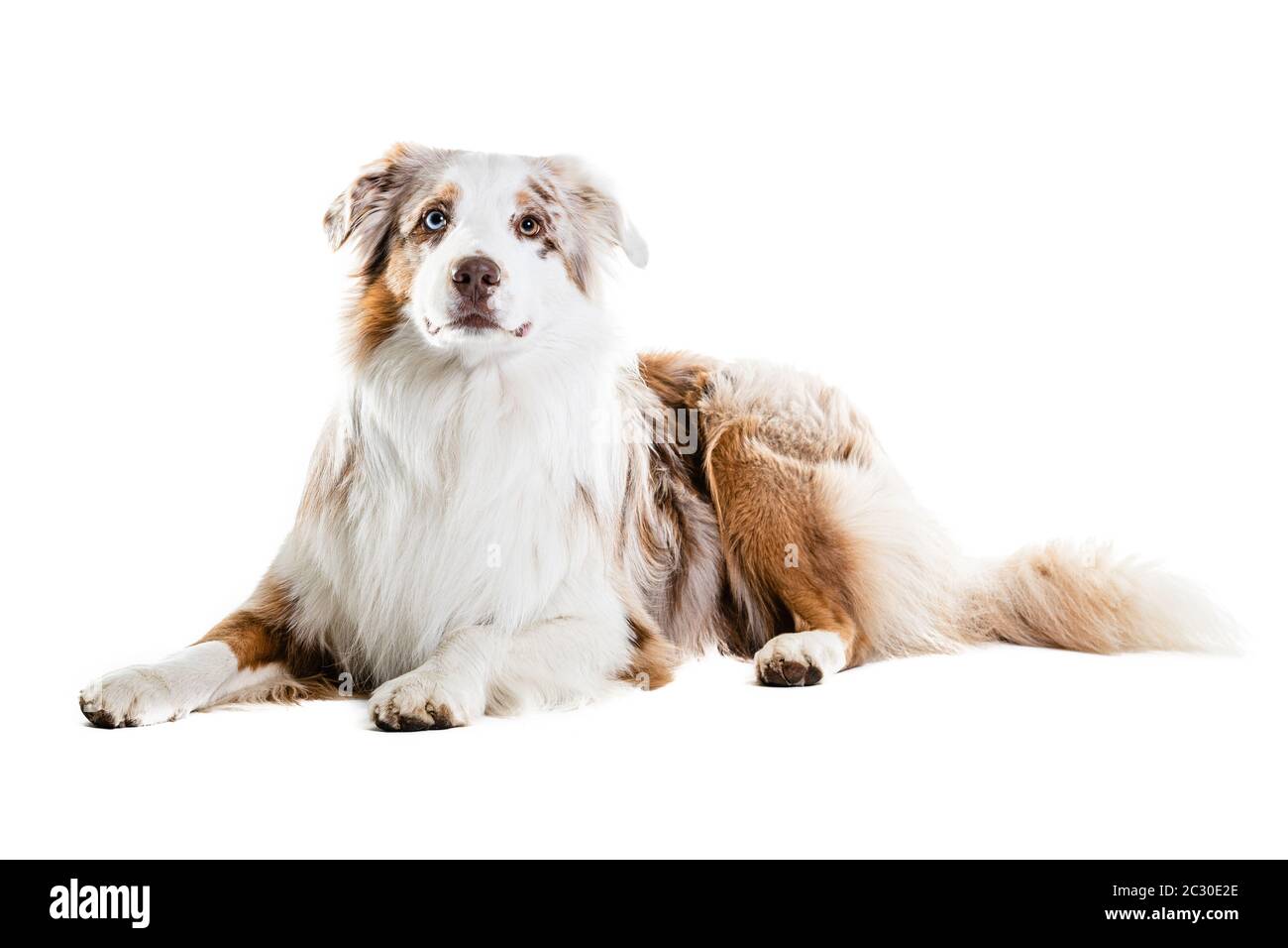 Full length of Australian shepherd panting while standing against white