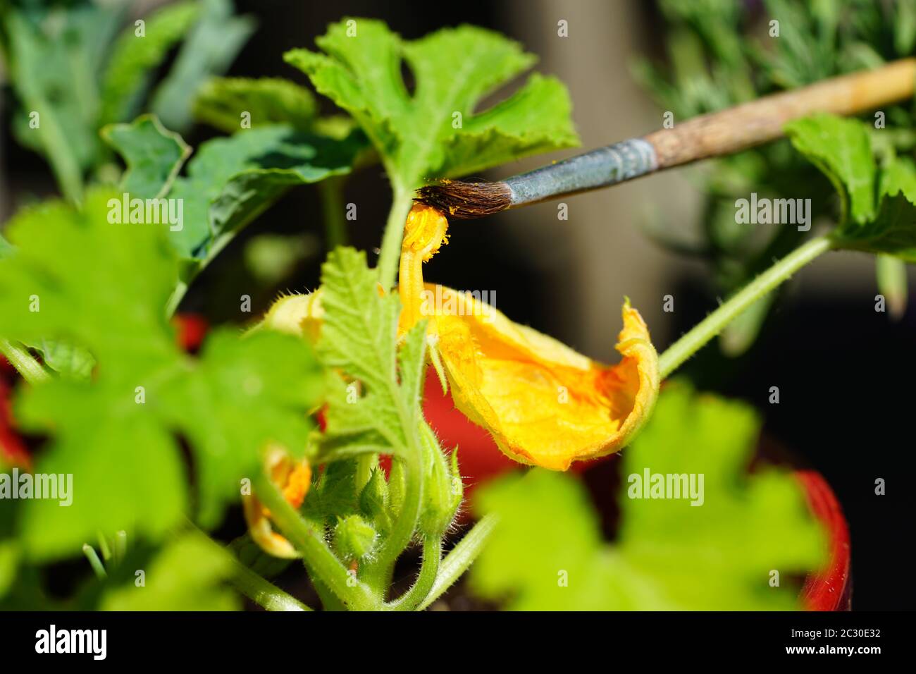 Hand pollinating zucchini flowers with a paint brush Stock Photo