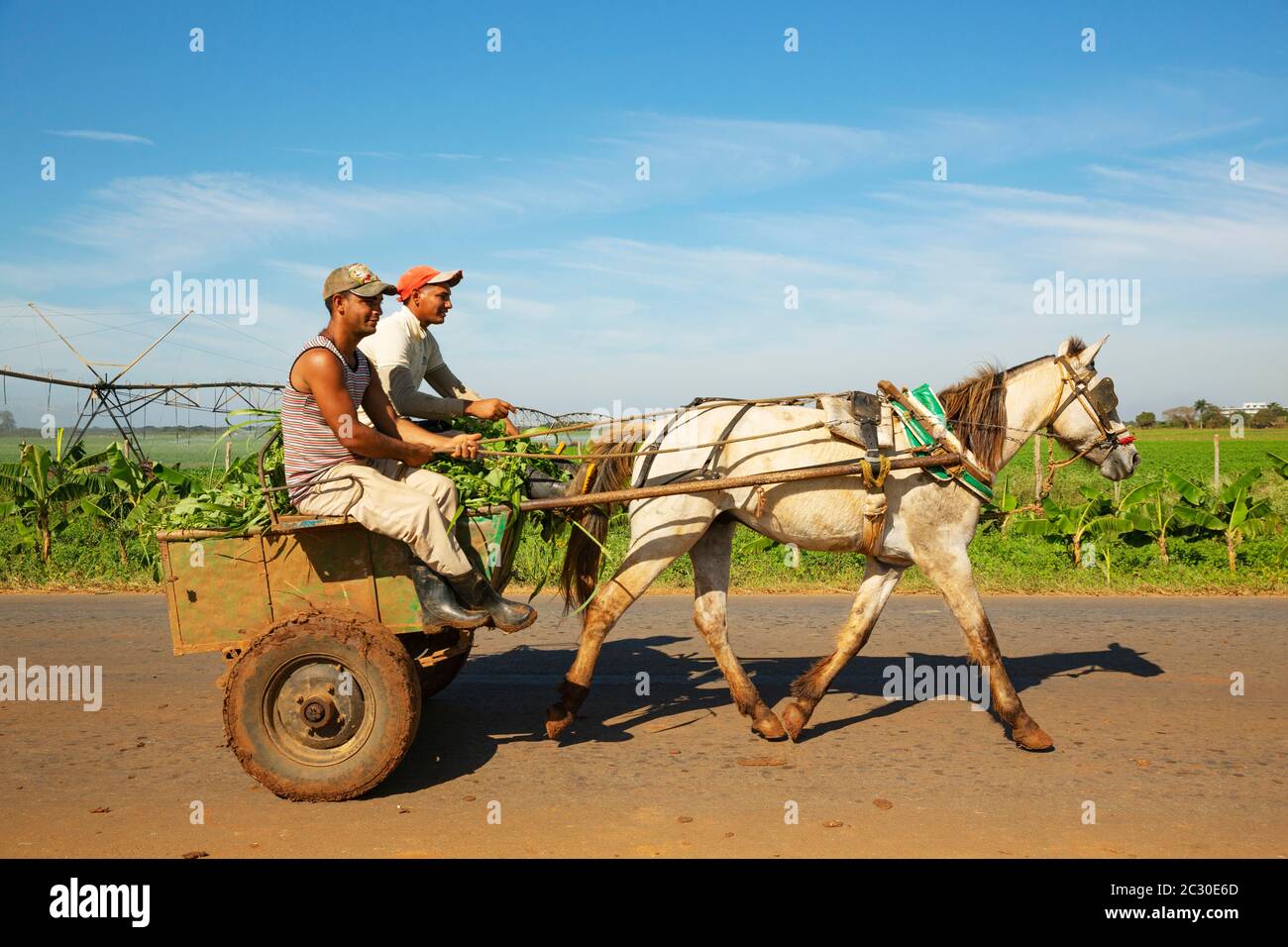Horse cart at a cultivated field with irrigation system, Cienfuegos province, Cuba Stock Photo