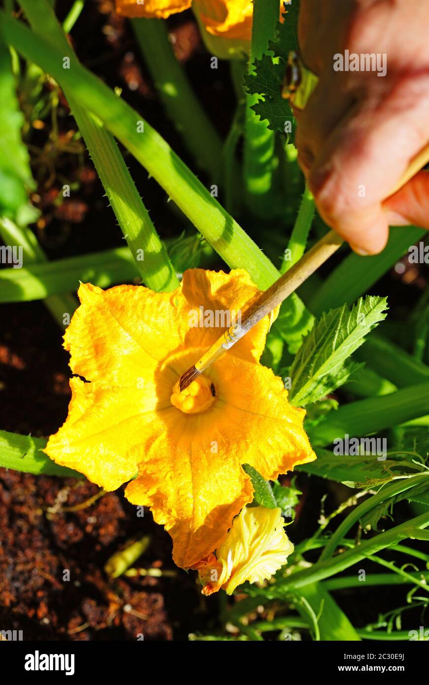 Hand pollinating zucchini flowers with a paint brush Stock Photo