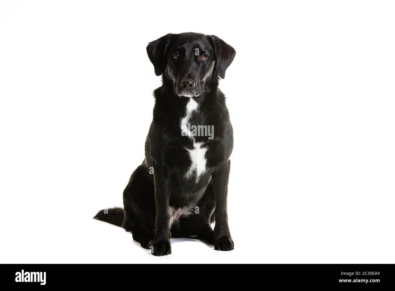 Black Australian Shepherd and Labrador mixed breed dog. Portrait of pet is sitting on white background. Stock Photo
