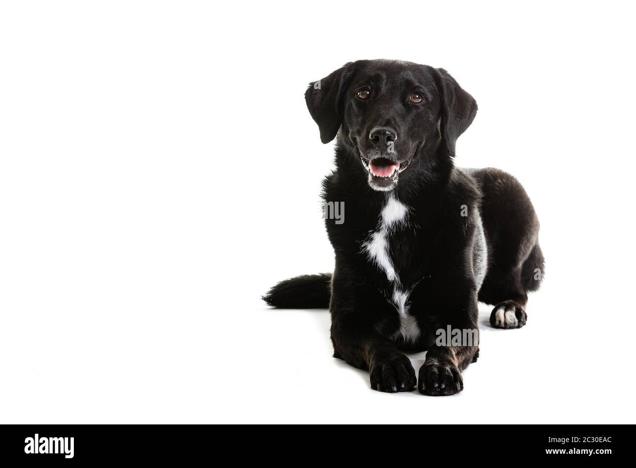 Black Australian Shepherd and Labrador mixed breed dog. Portrait of pet is sitting on white background. Stock Photo