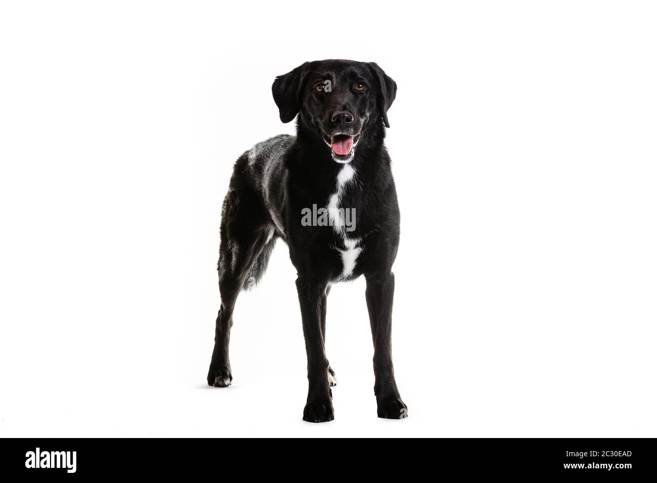 Black Australian Shepherd and Labrador mixed breed dog. Portrait of pet is sitting on white background. Stock Photo