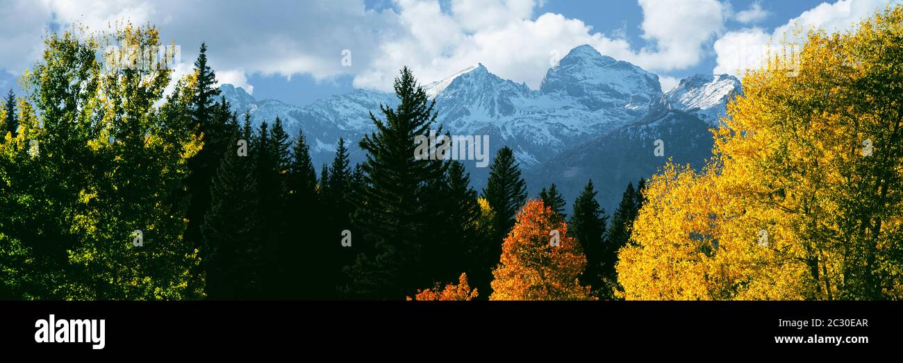 Coniferous forest in Grand Teton National Park with Buck Mountain looming in background, Wyoming, USA Stock Photo