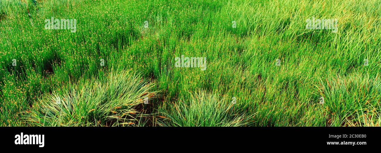 Grass meadow at base of Signal Mountain in Grand Teton National Park, Wyoming, USA Stock Photo