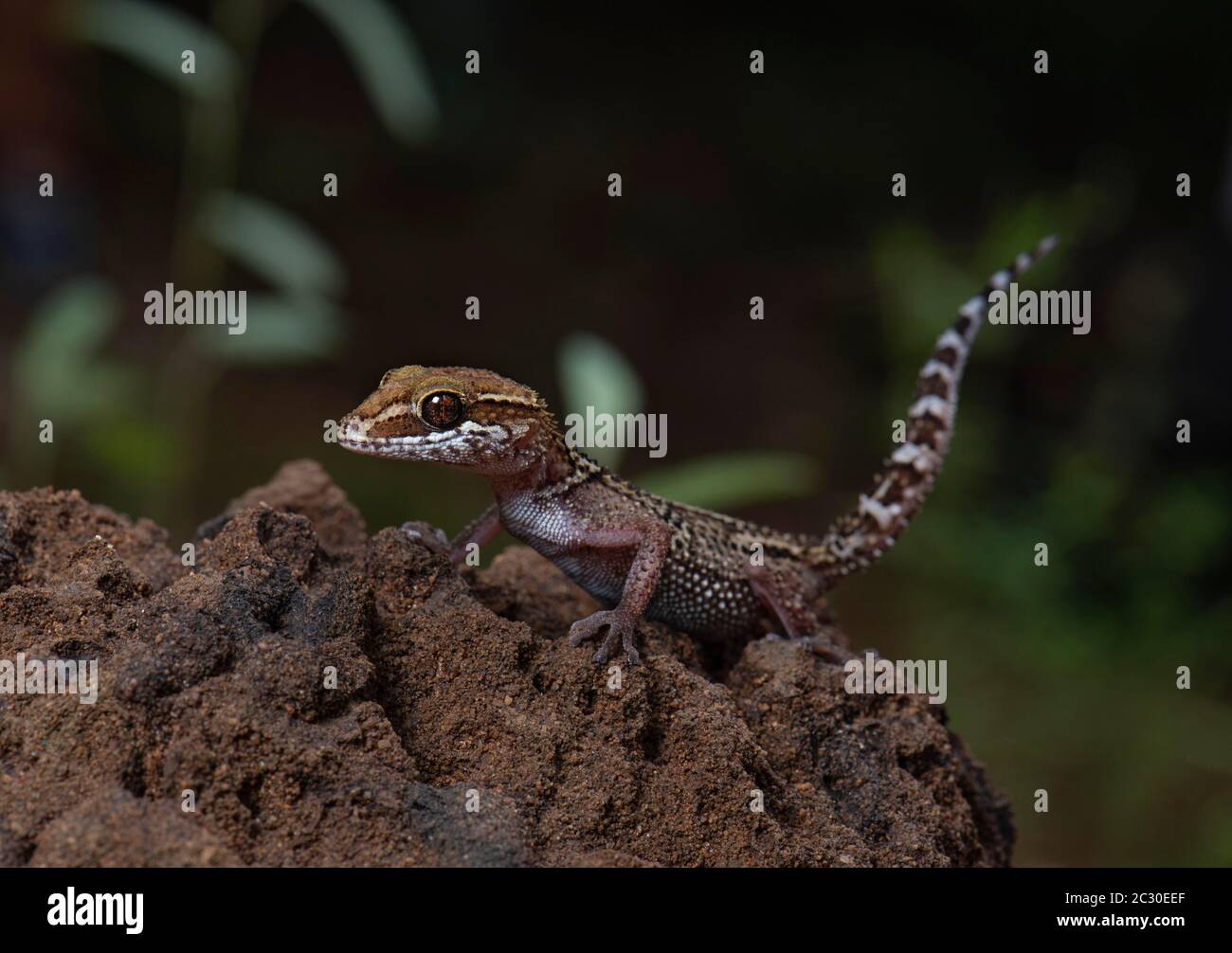 Large-headed gecko (Paroedura stumpfii), Ankarana National Park, Mahamasina, Madagascar Stock Photo