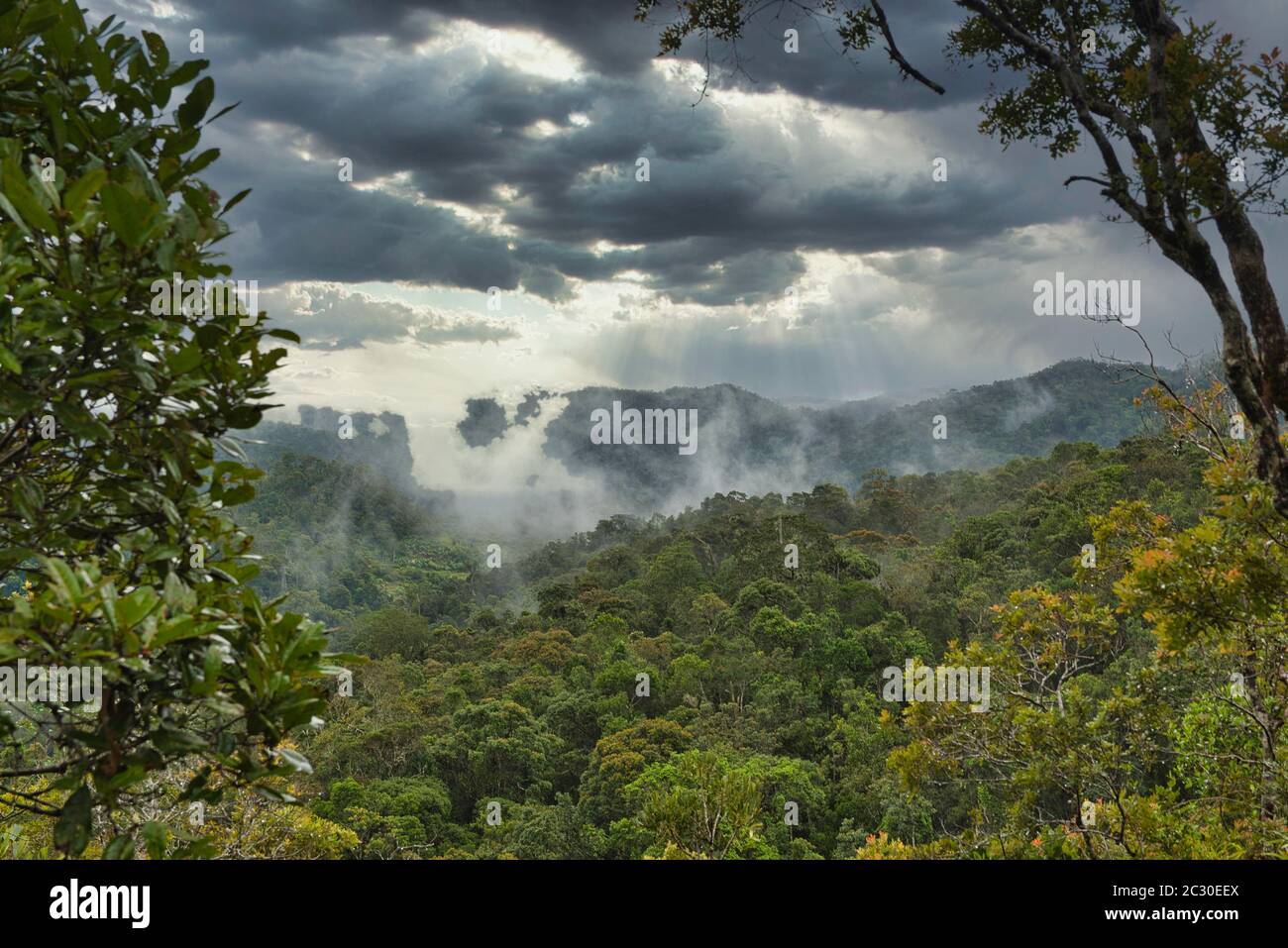Rainforest during thunderstorms, Ranomafana National Park, Ranomafana, Madagascar Stock Photo