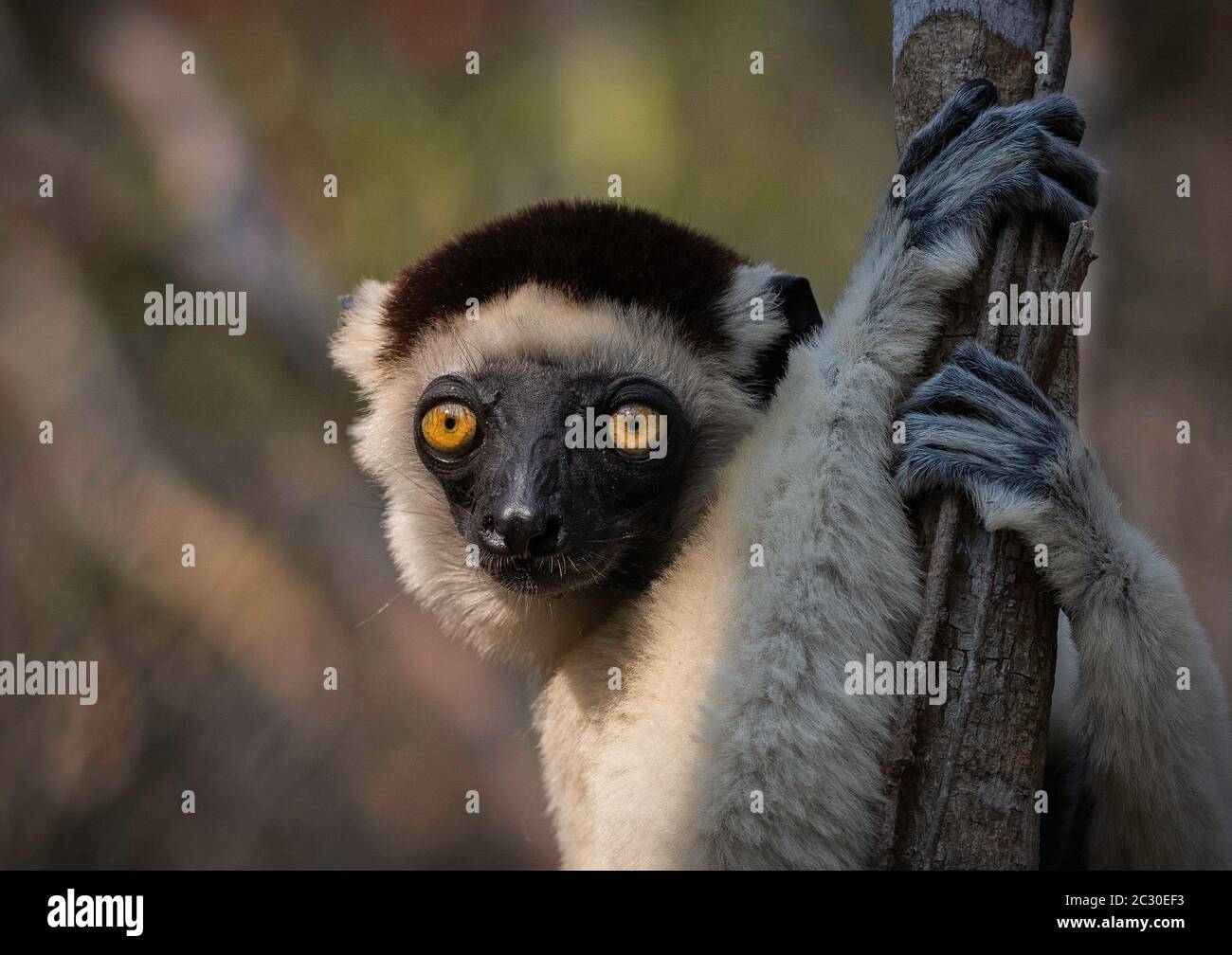 Verreaux's sifaka (Propithecus verreauxi), Kirindy National Park, Morondava, Madagascar Stock Photo