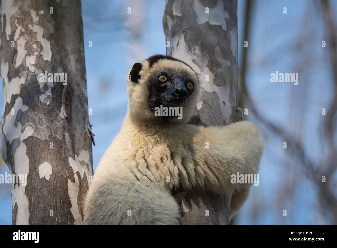 Verreaux's sifaka (Propithecus verreauxi), Kirindy National Park, Morondava, Madagascar Stock Photo