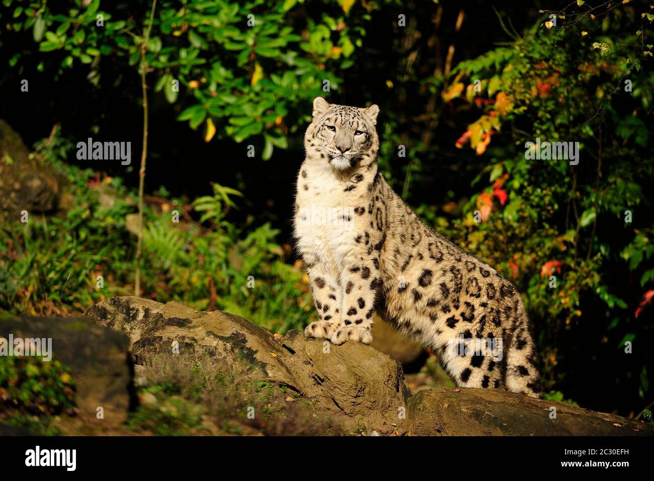 Snow Leopard Panthera Uncia Captive Posing Standing On Rock And Looking Directly Into The Camera Occurrences Himalaya Pamir Hindukush Altaj Stock Photo Alamy Snow Leopard Panthera Uncia Captive Posing Standing On Rock And Looking Directly Into The Camera Occurrences Himalaya Pamir Hindukush Altaj Stock Photo Alamy