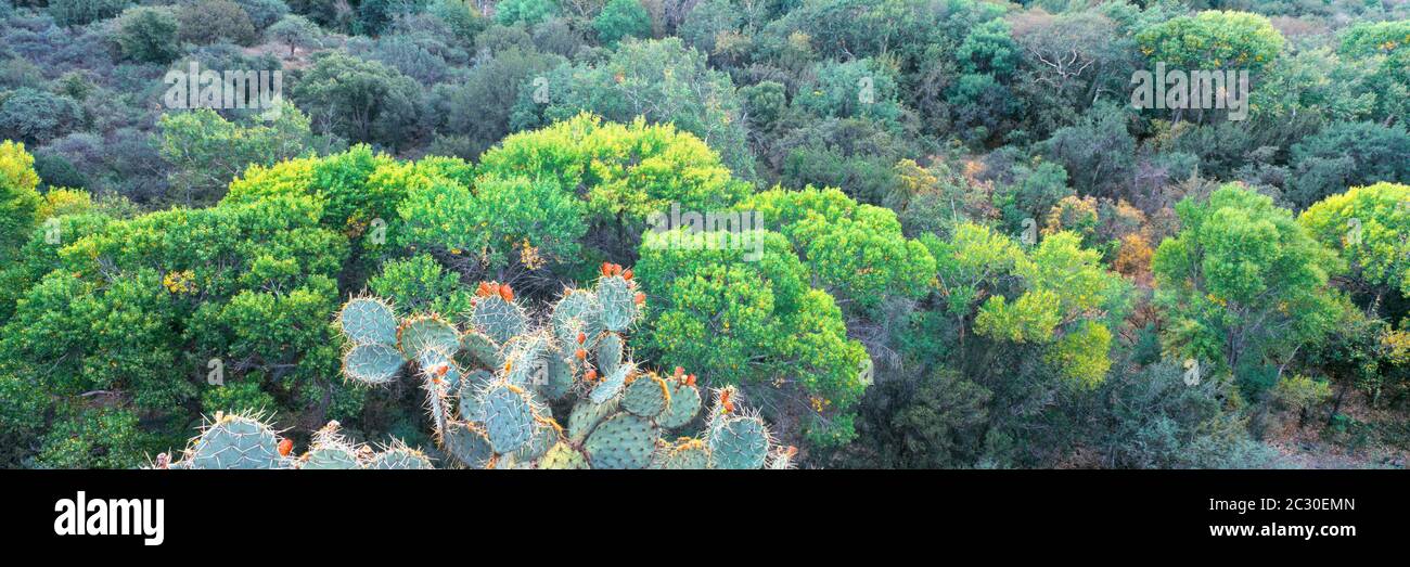 Green trees and cacti dominating canyon floor along Wet Beaver Creek in Coconino National Forest, Arizona, USA Stock Photo