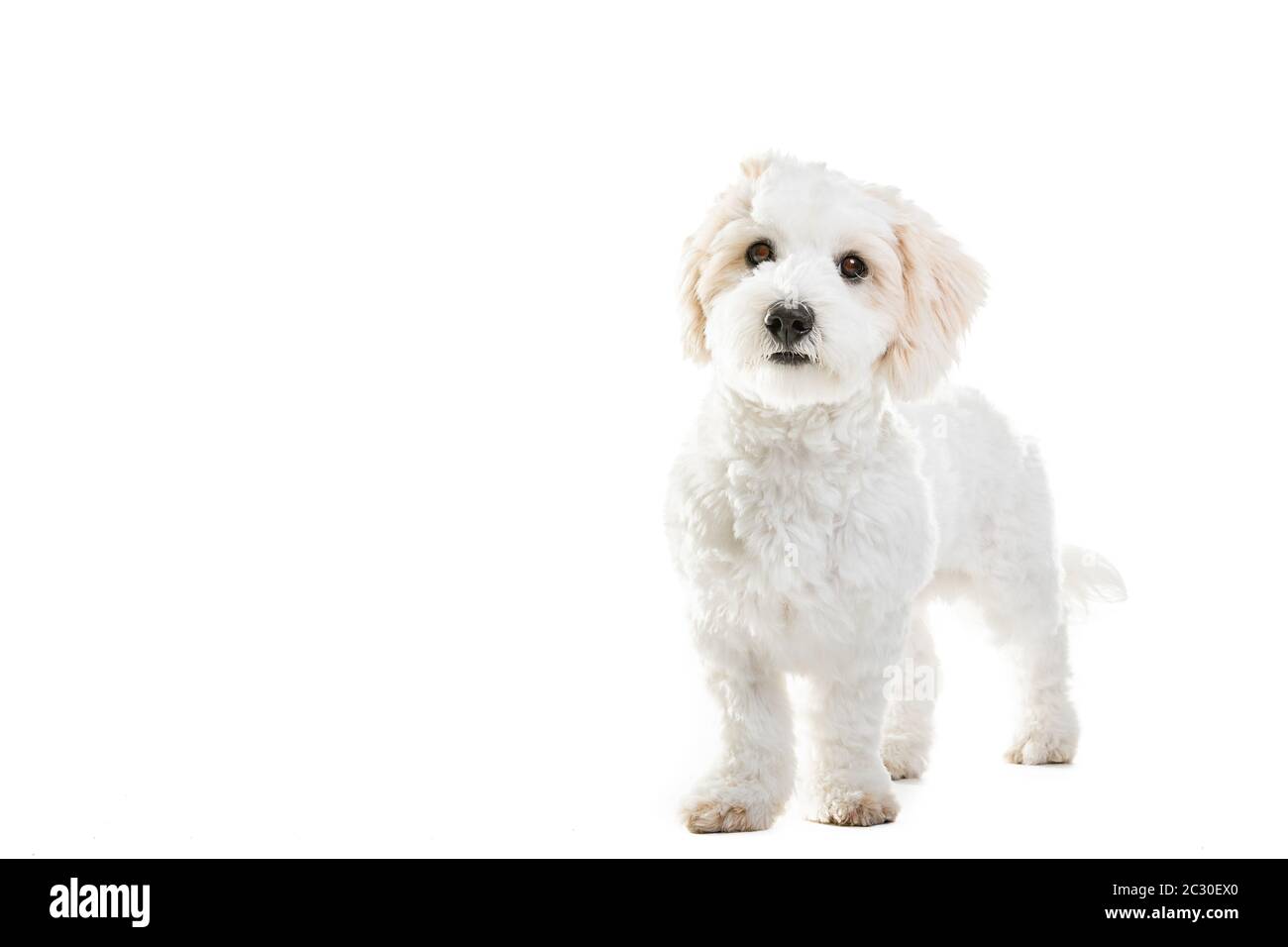 full length portrait of cute maltese puppy against white background 2C30EX0
