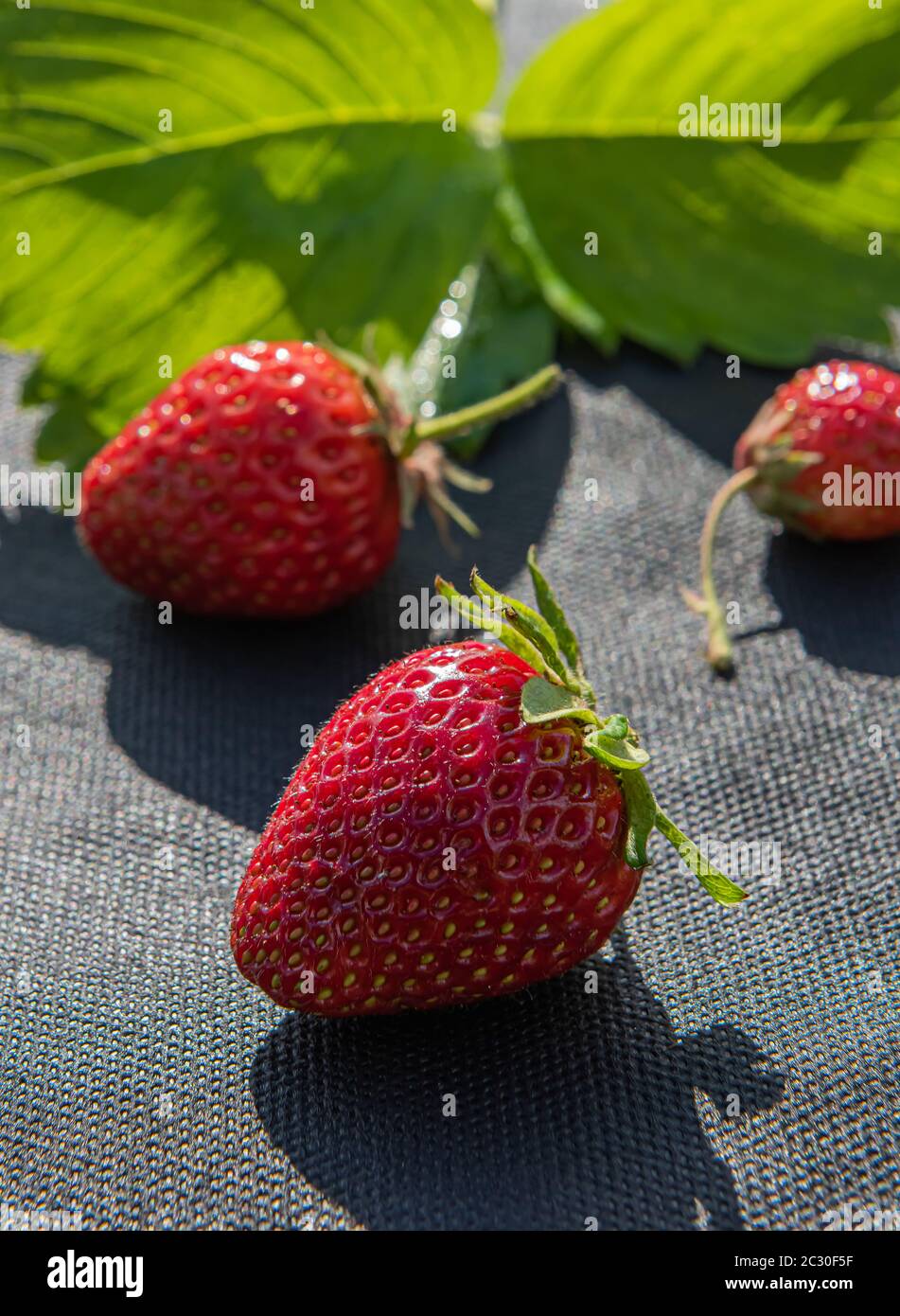 Close-up of three ripe red strawberries with unfocused natural green strawberry leaf on black spunbond used for cultivating this berry in garden. Vert Stock Photo