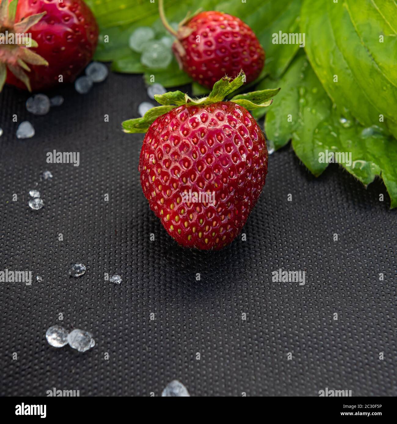 Close-up of organic red strawberries with few white hailstones and leaf on black material used for cultivating this berry in garden. Square background Stock Photo