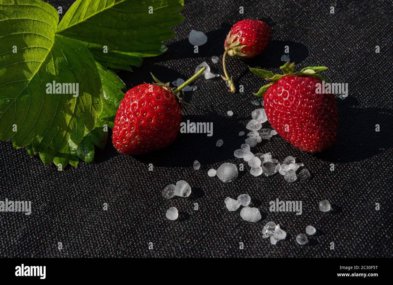 Red strawberries with few white hailstones and strawberry leaf on black textile material used for cultivating this berry in garden. Horizontal backgro Stock Photo