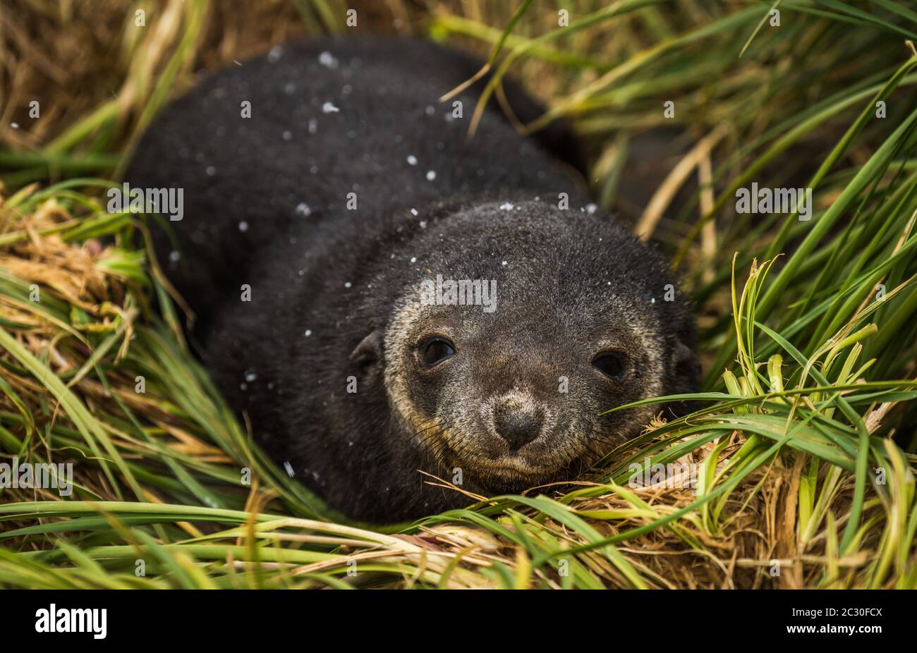 Antarctic fur seal pup with sleepy expression Stock Photo