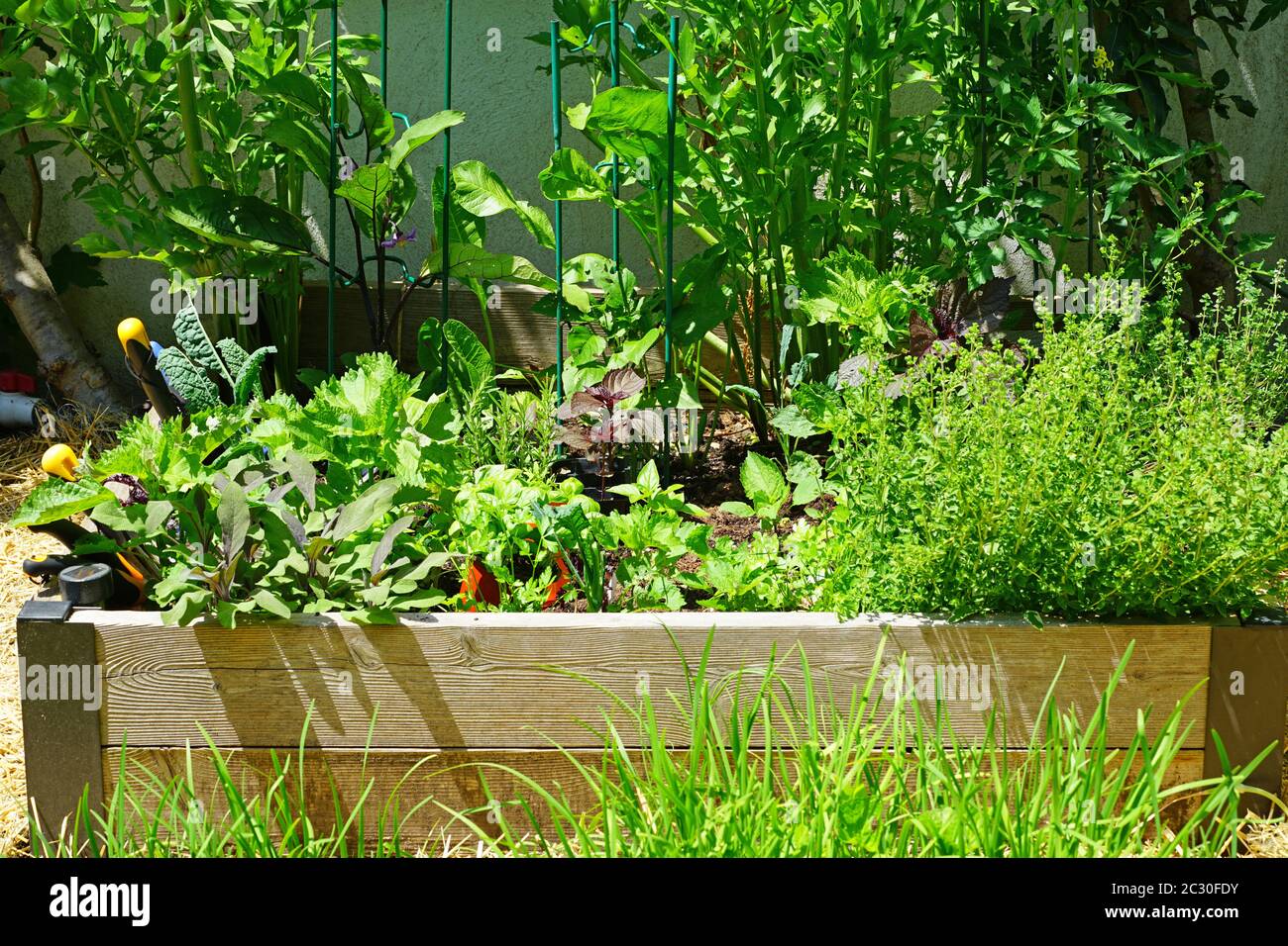 Green herbs and garlic growing in raised bed container vegetable garden