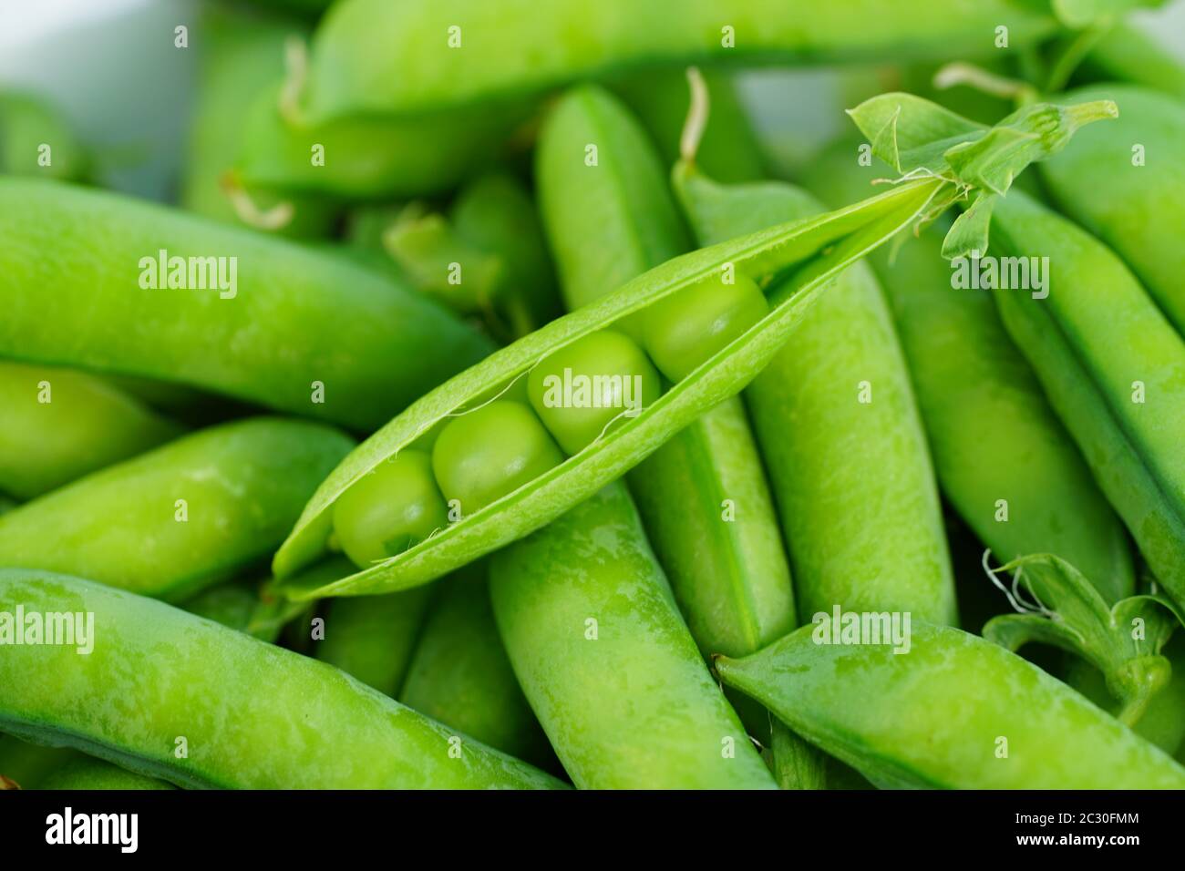 Bowl of freshly picked green garden peas Stock Photo
