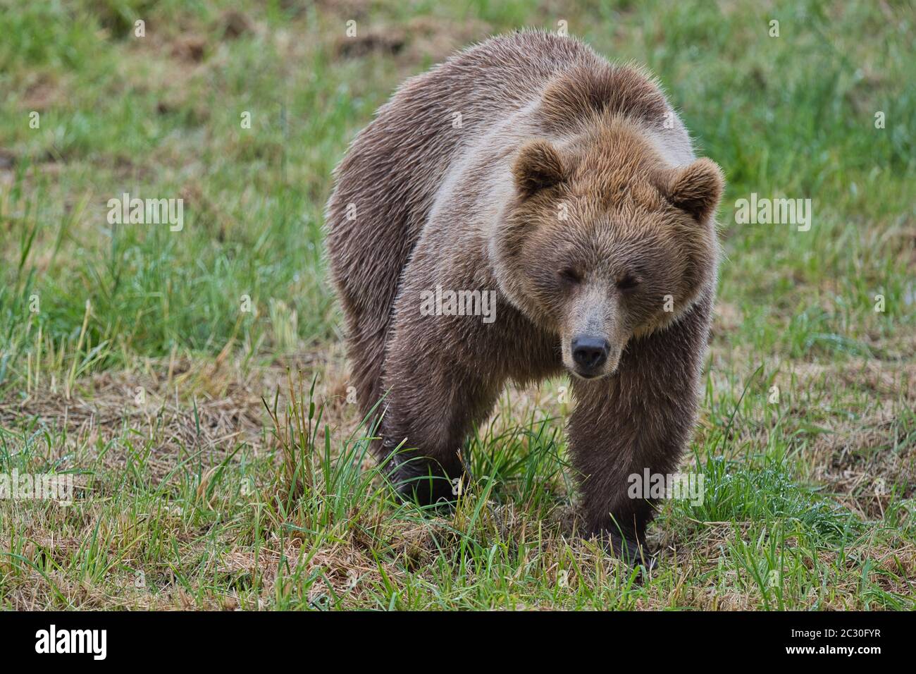 Braunbär, Braunbaer, Ursus arctos, Saeugetier, Brown bear, mammal, hunter, large, nature, european, Stock Photo