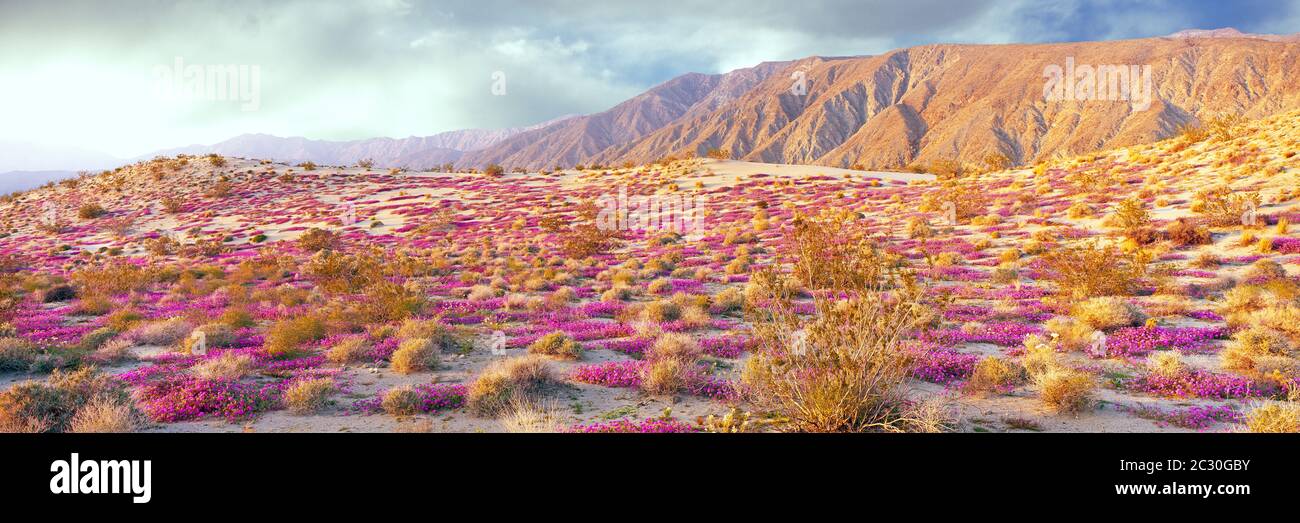 California desert wildflower hi-res stock photography and images - Alamy