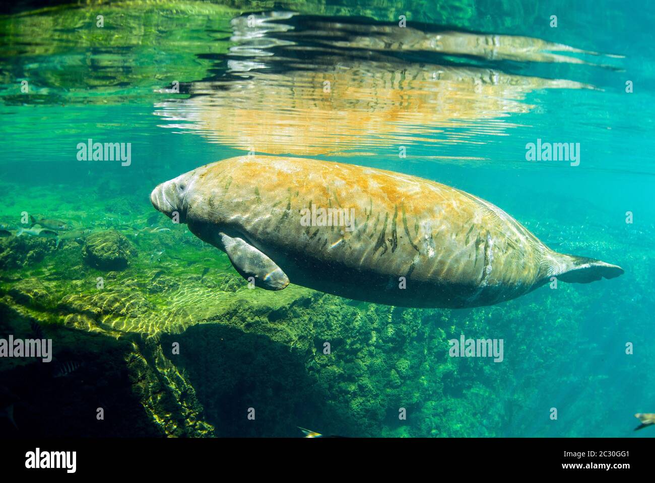 Manatee at surface, Homosassa Springs, Florida Stock Photo - Alamy