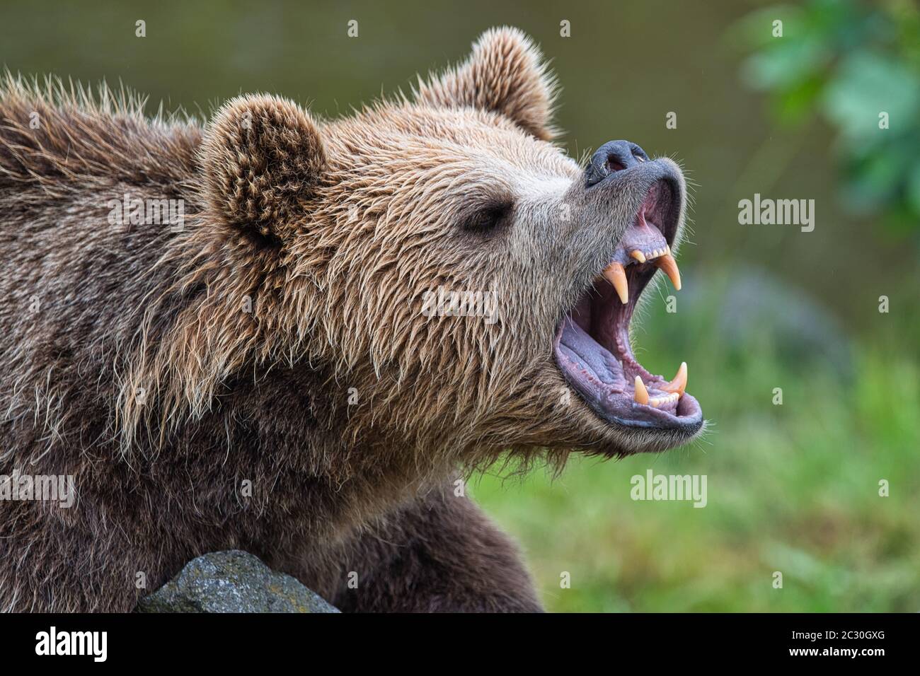 Braunbär, Braunbaer, Ursus arctos, Saeugetier, Brown bear, mammal, hunter, large, nature, european, yells, roars, Stock Photo