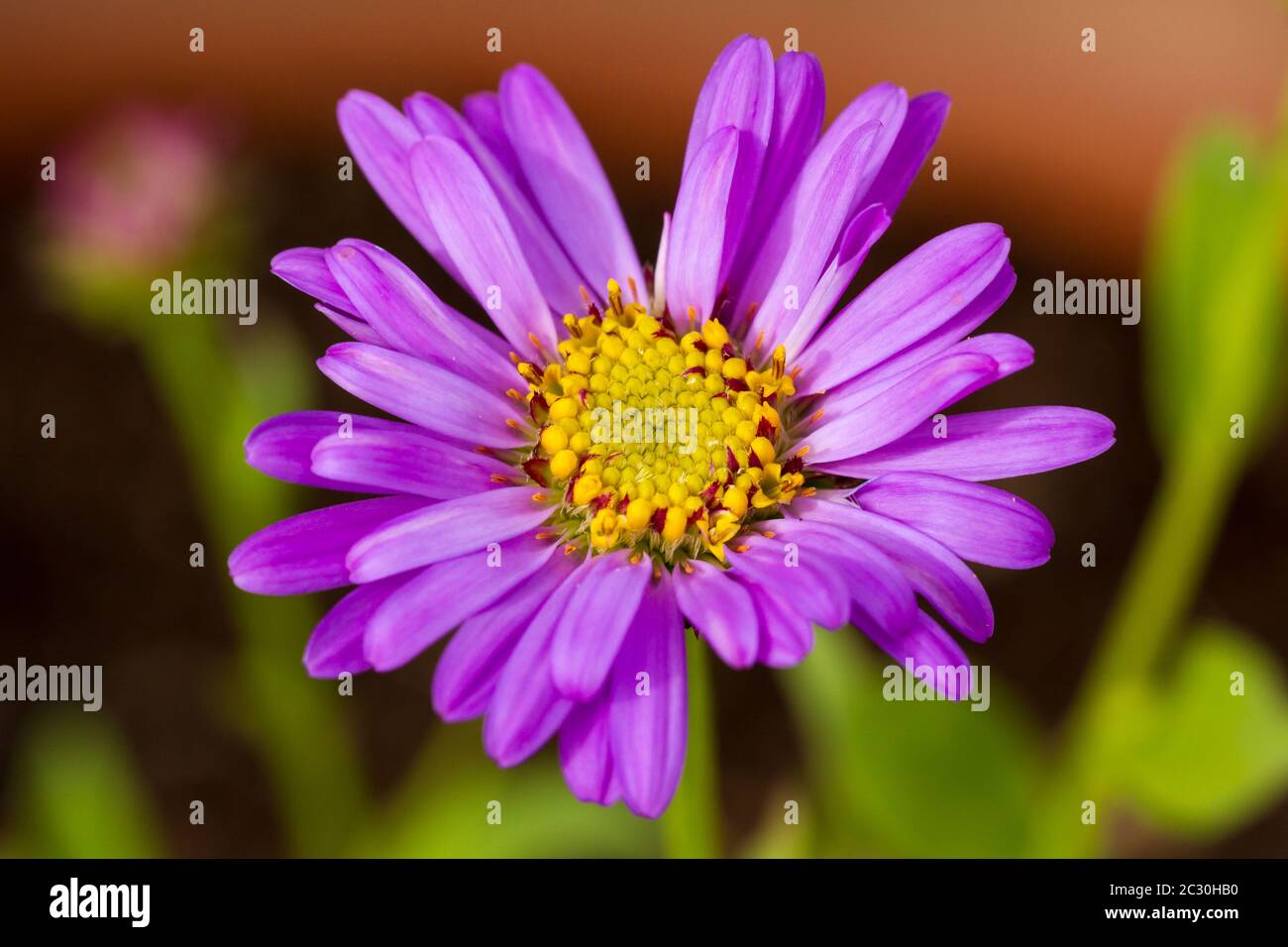 Aster x frikartii 'Floras Delight' Stock Photo