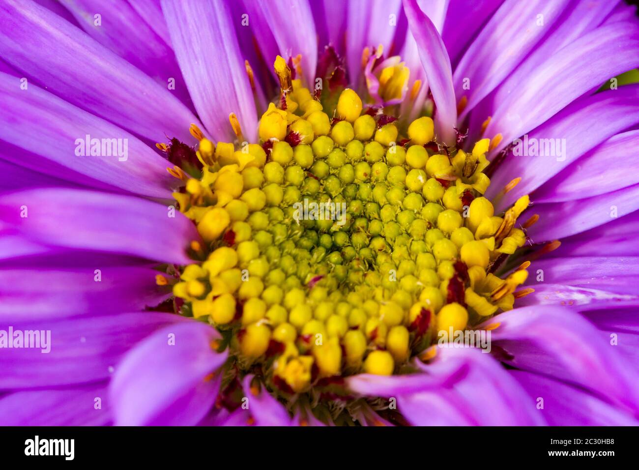 Aster x frikartii 'Floras Delight' Stock Photo