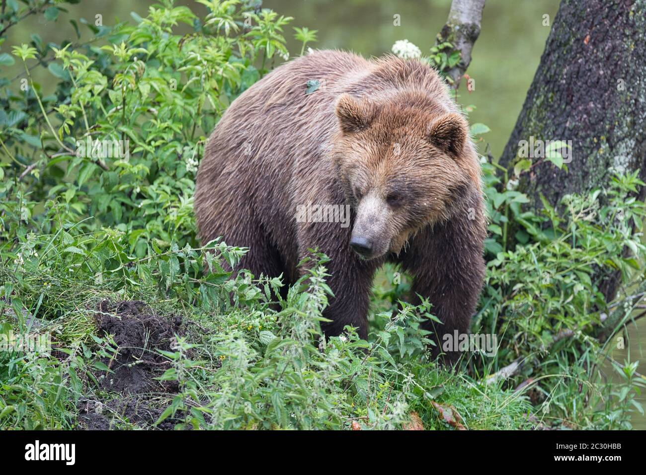 Braunbär, Braunbaer, Ursus arctos, Saeugetier, Brown bear, mammal, hunter, large, nature, european, Stock Photo