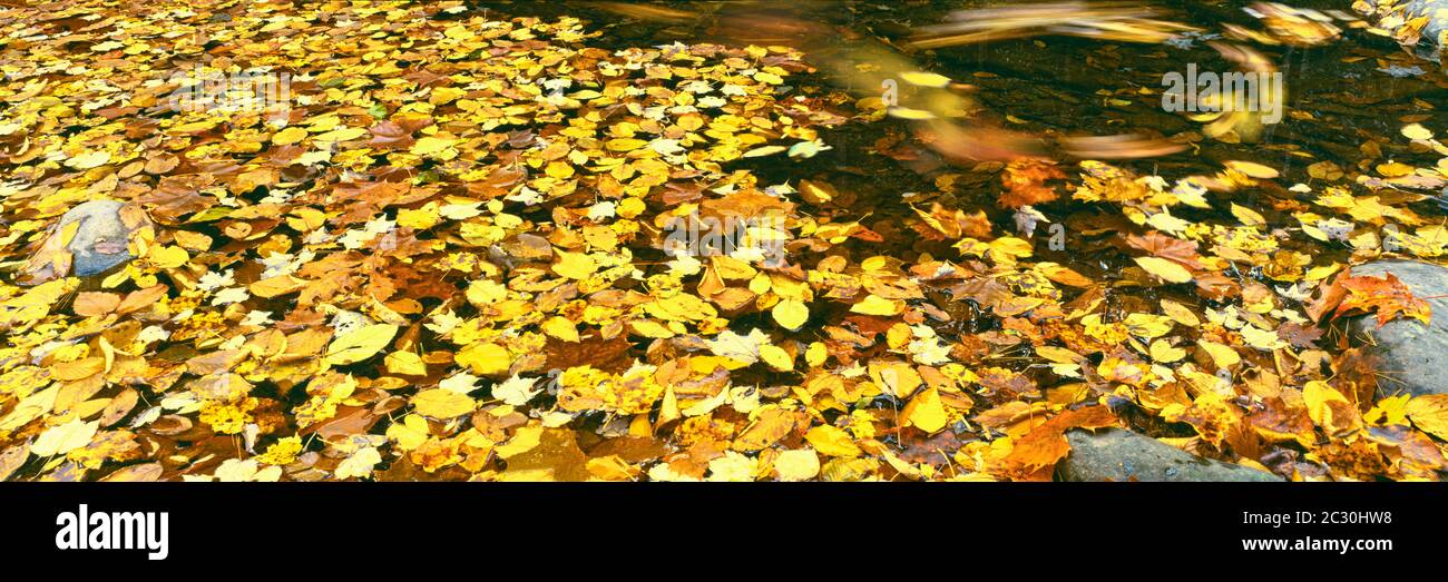 Autumn leaves floating on water in Cottonwood Creek, Grand Teton National Park, Wyoming, USA Stock Photo