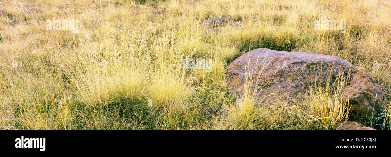 Cured grasses, Hart Prairie just north of Flagstaff, Arizona, USA Stock Photo