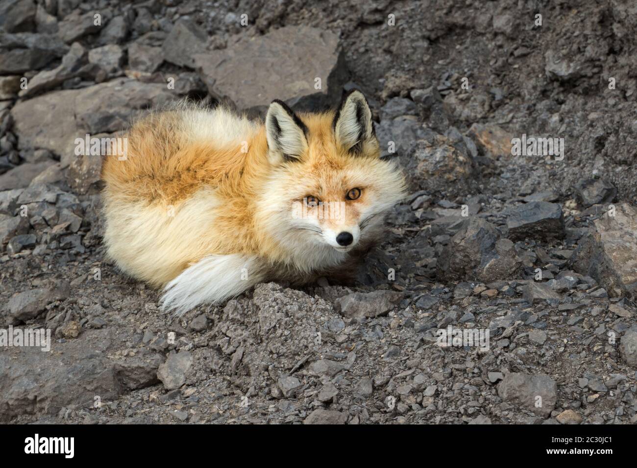The red fox (Vulpes vulpes) in the himalaya mountain habitat near