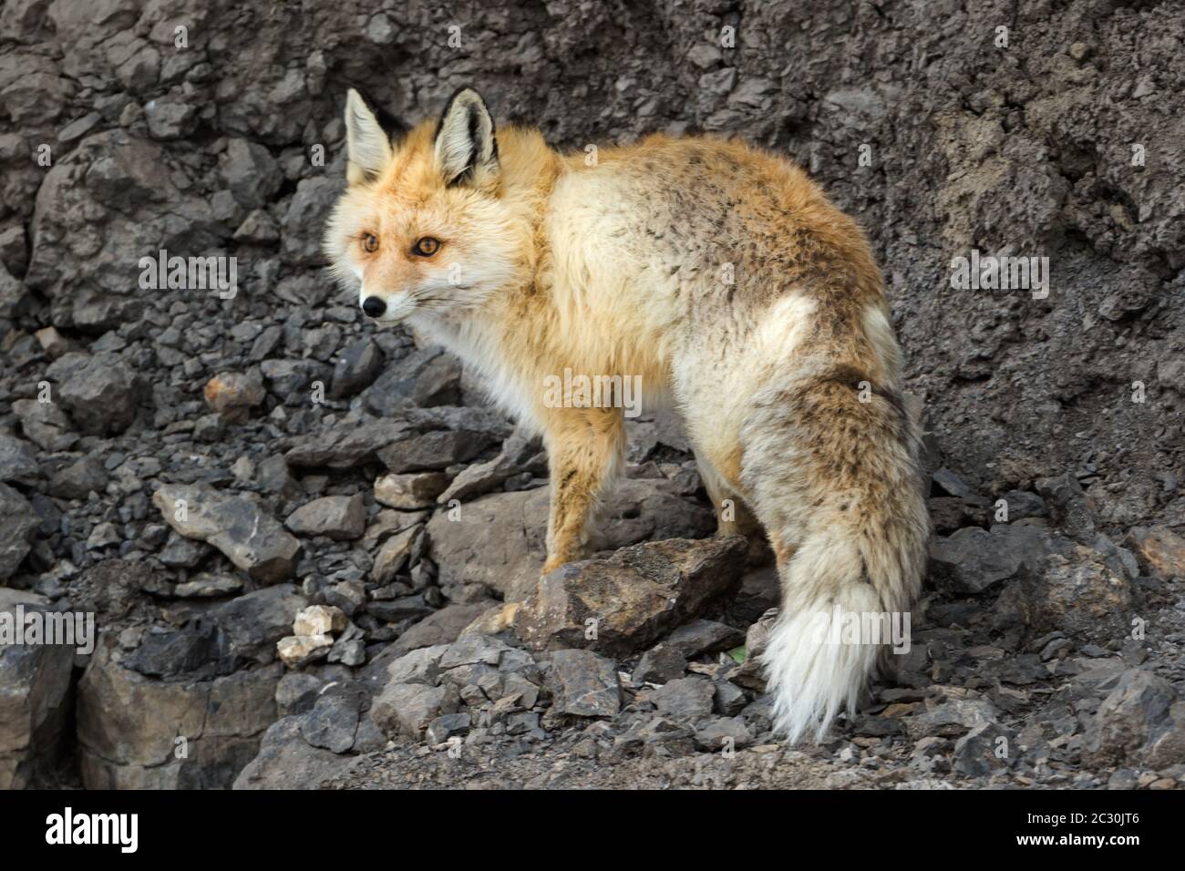 The red fox (Vulpes vulpes) in the himalaya mountain habitat near Kibber  Village in Spiti Valley, Himachal Pradesh, India Stock Photo - Alamy