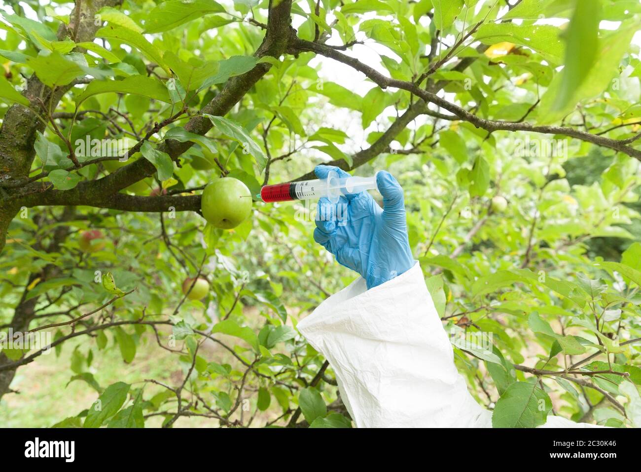 Fruits colored with artificial color. Genetically modified food. Stock Photo