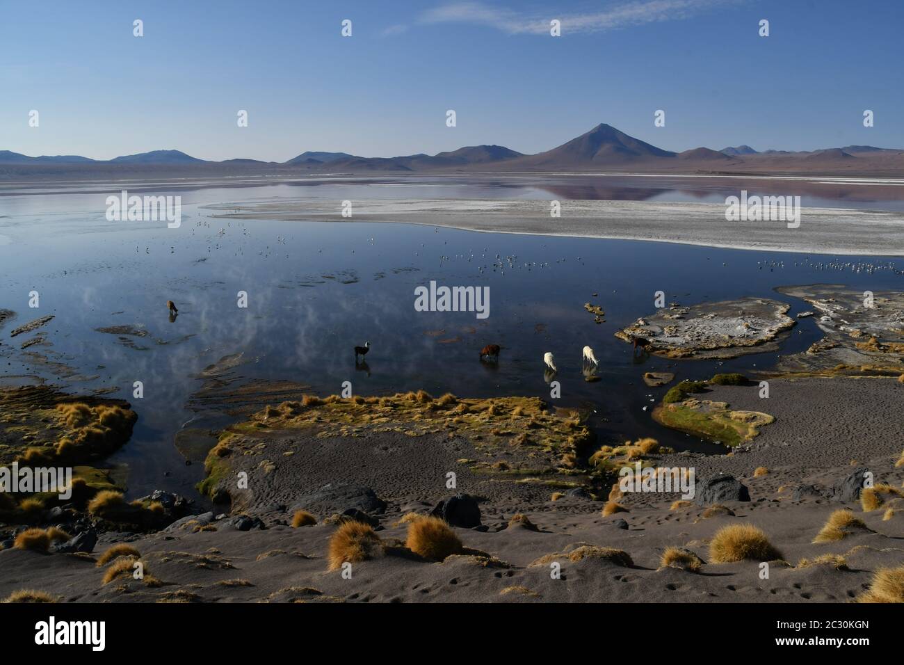 Misty lagoon in the early morning hours, with lamas coming down from the mountains to drink Stock Photo