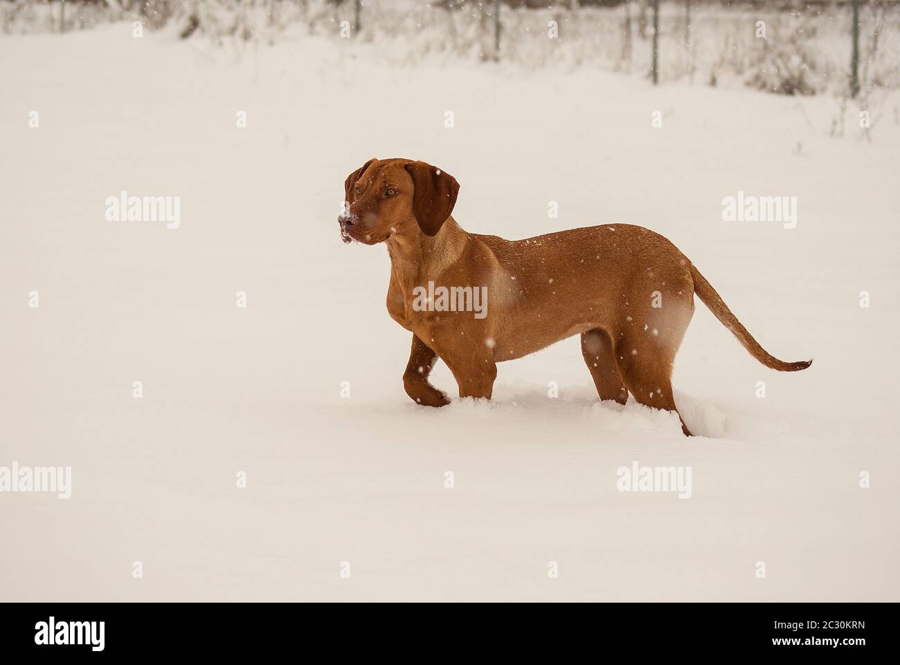 Magyar Vizsla in winter Stock Photo Alamy