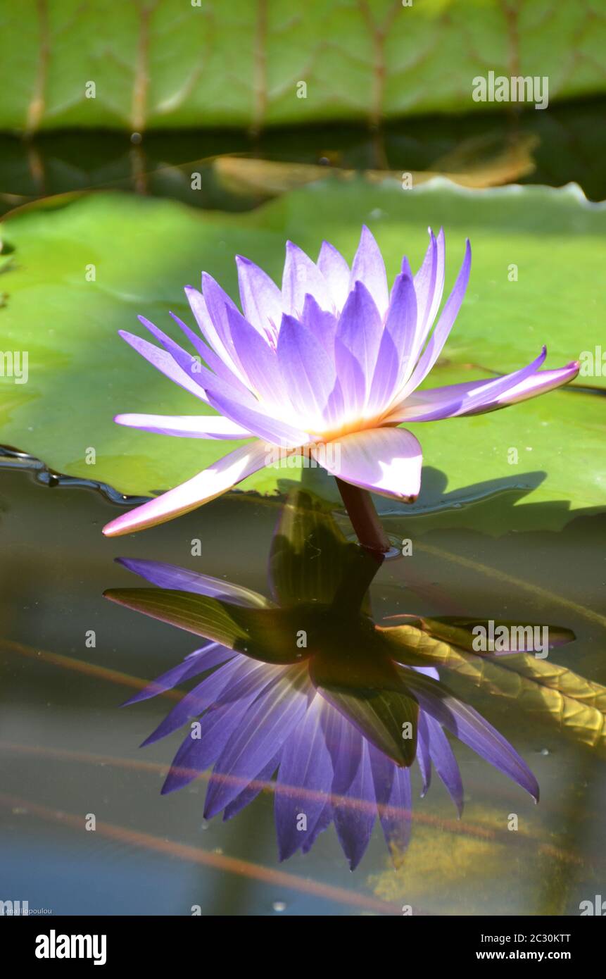 a purple-blue water-lily with its mirror-image Stock Photo