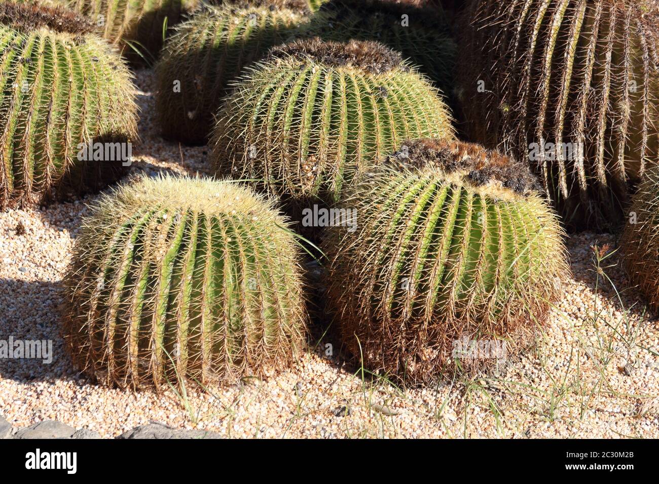 Echinocactus grusonii, Golden barrel cactus, golden ball cactus in Parque Paloma, Benalmadena, Spain Stock Photo