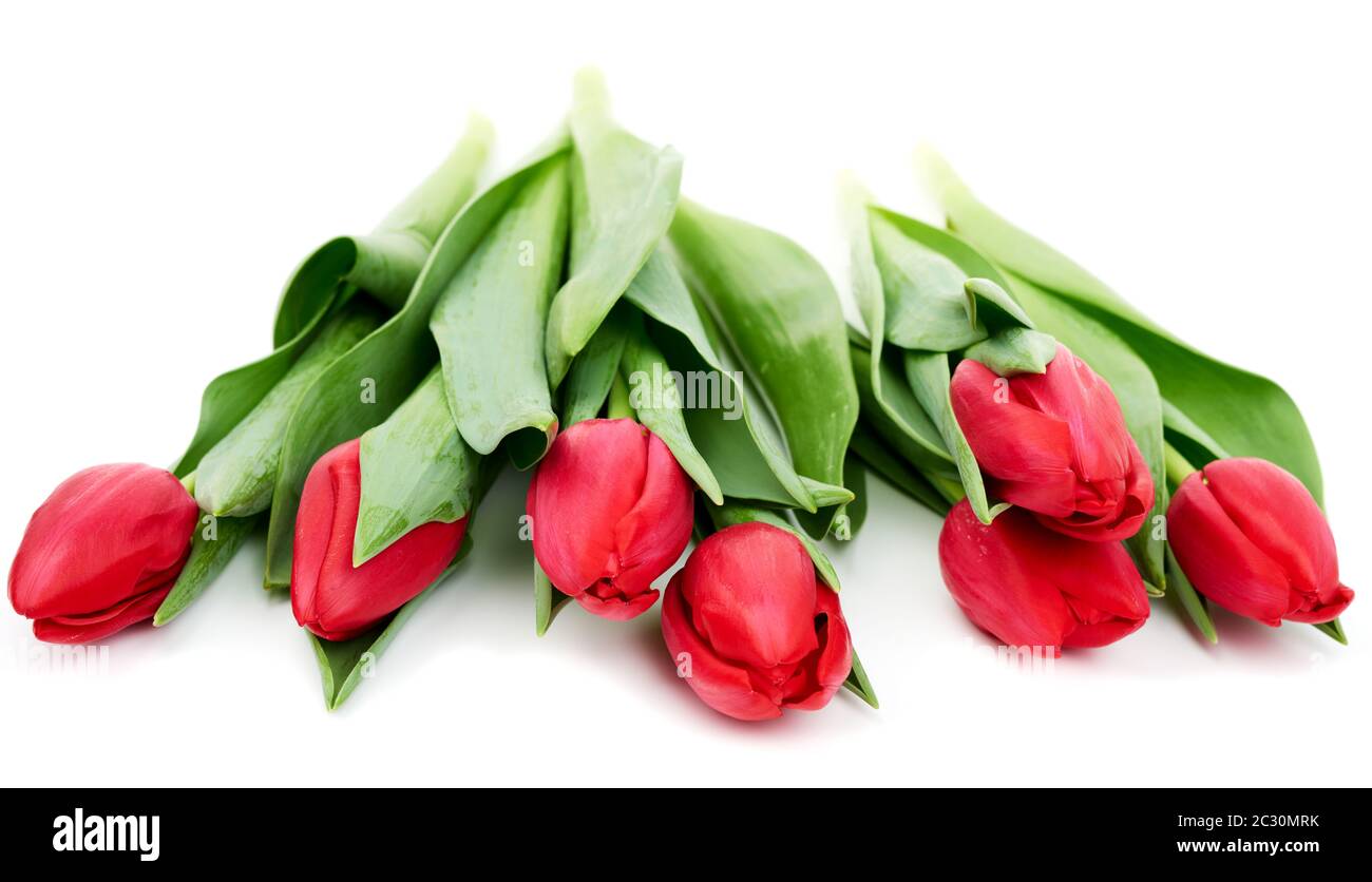 bouquet of fresh red blooming tulips with green leaves and stem ...