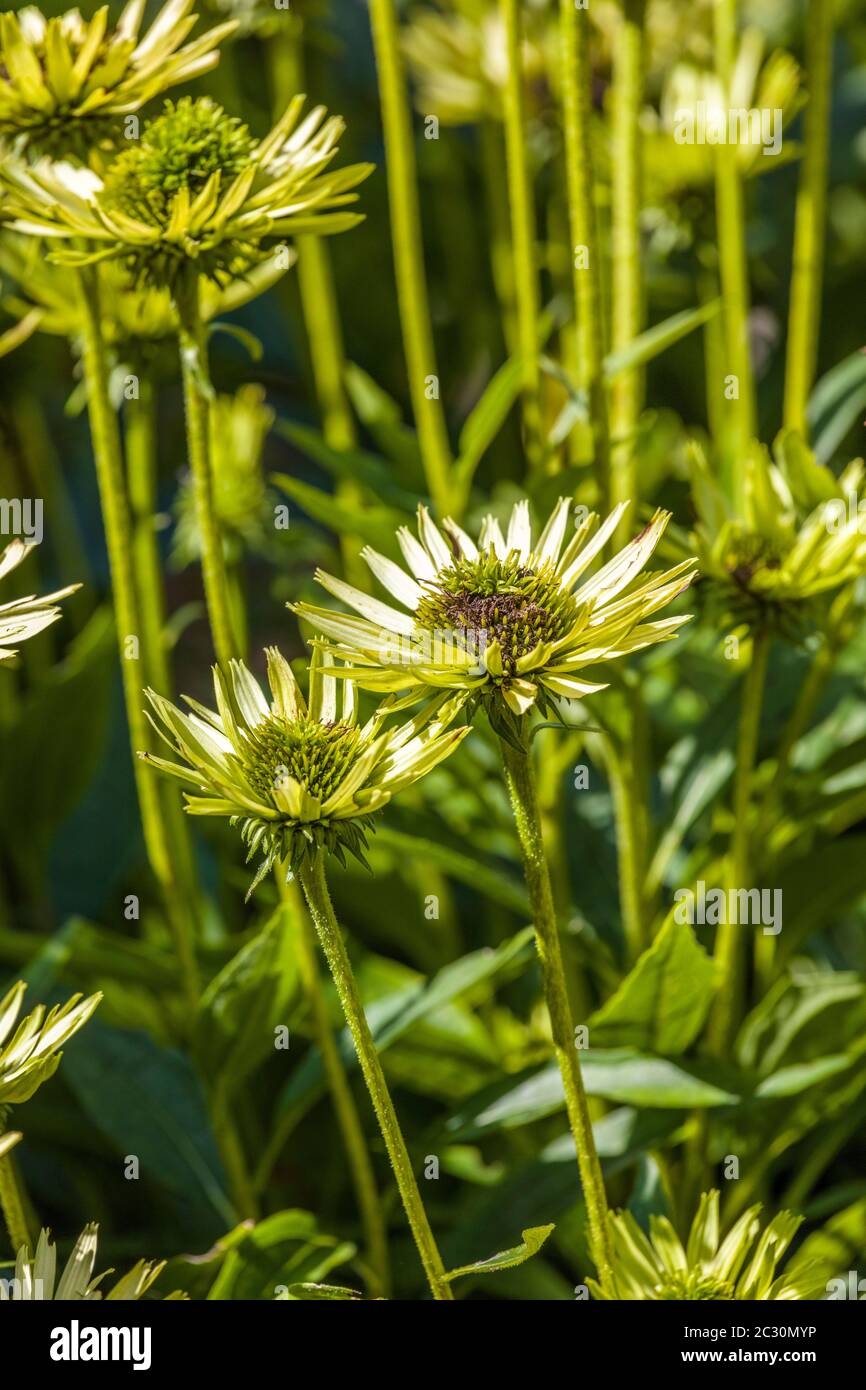 Manchester Flower High Resolution Stock Photography and Images Alamy