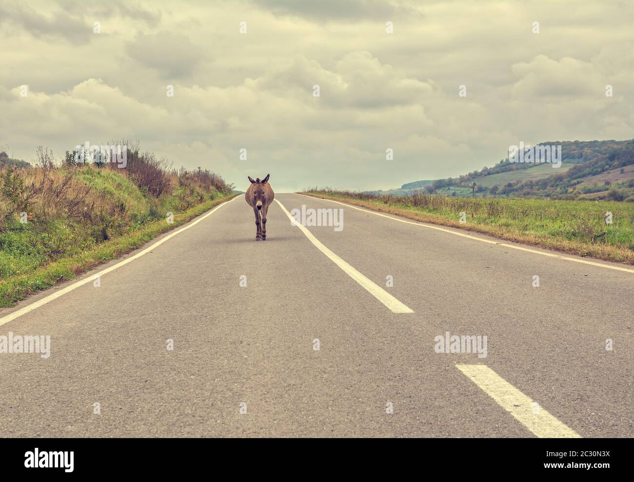 Vintage look of a lonely donkey walking on the highway on a cloudy autumn day. Concept for being lost, confused or loneliness Stock Photo
