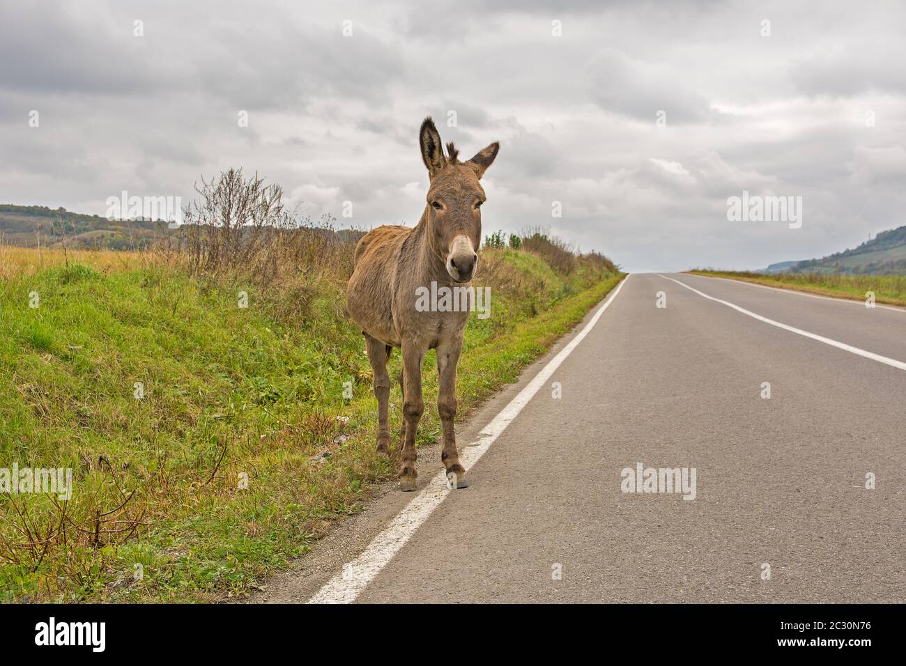Lonely donkey walking on the highway on a cloudy autumn day. Concept for being lost, confused or loneliness Stock Photo