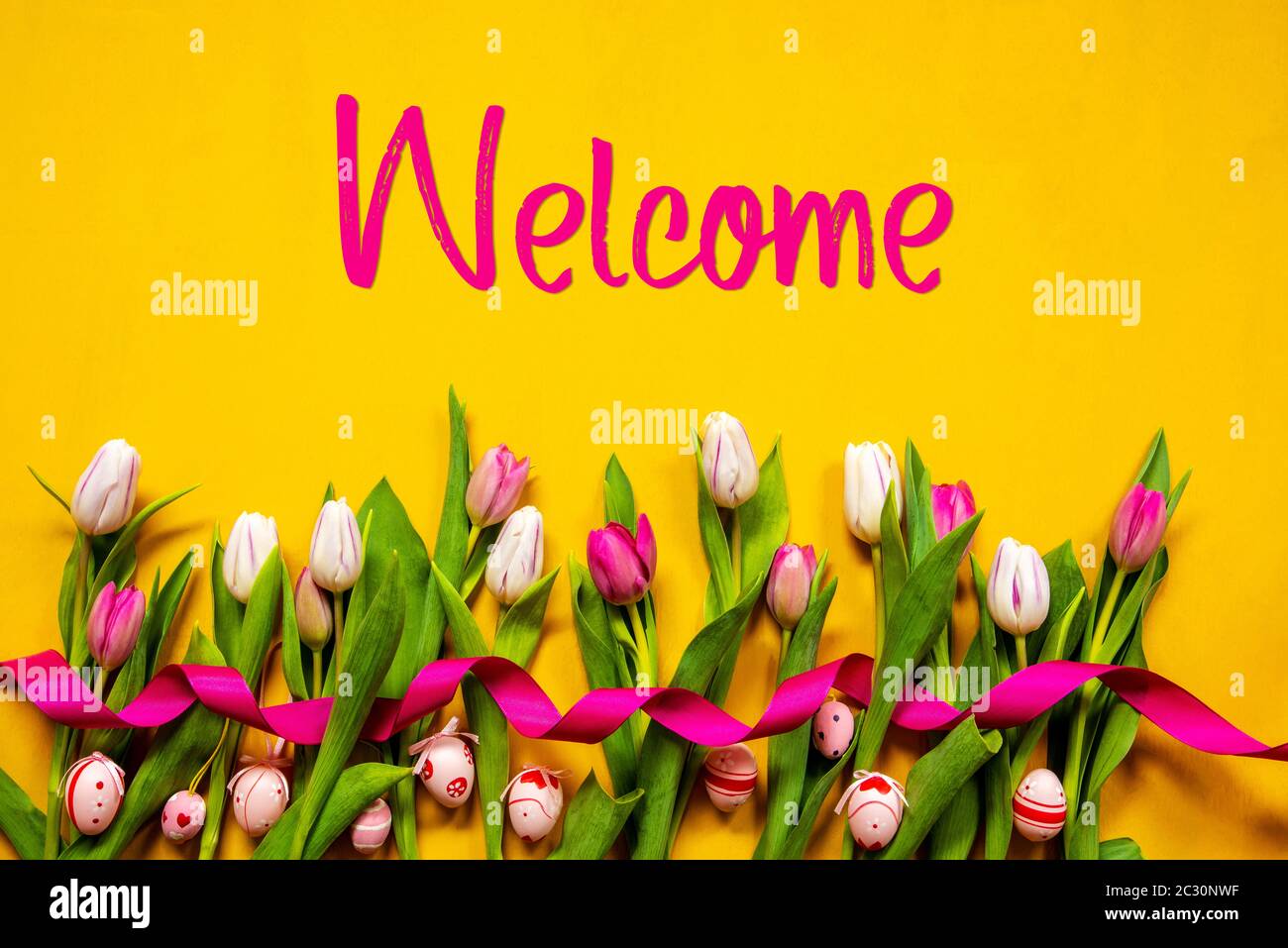 English Text Welcome. White And Pink Tulip Spring Flowers With ...
