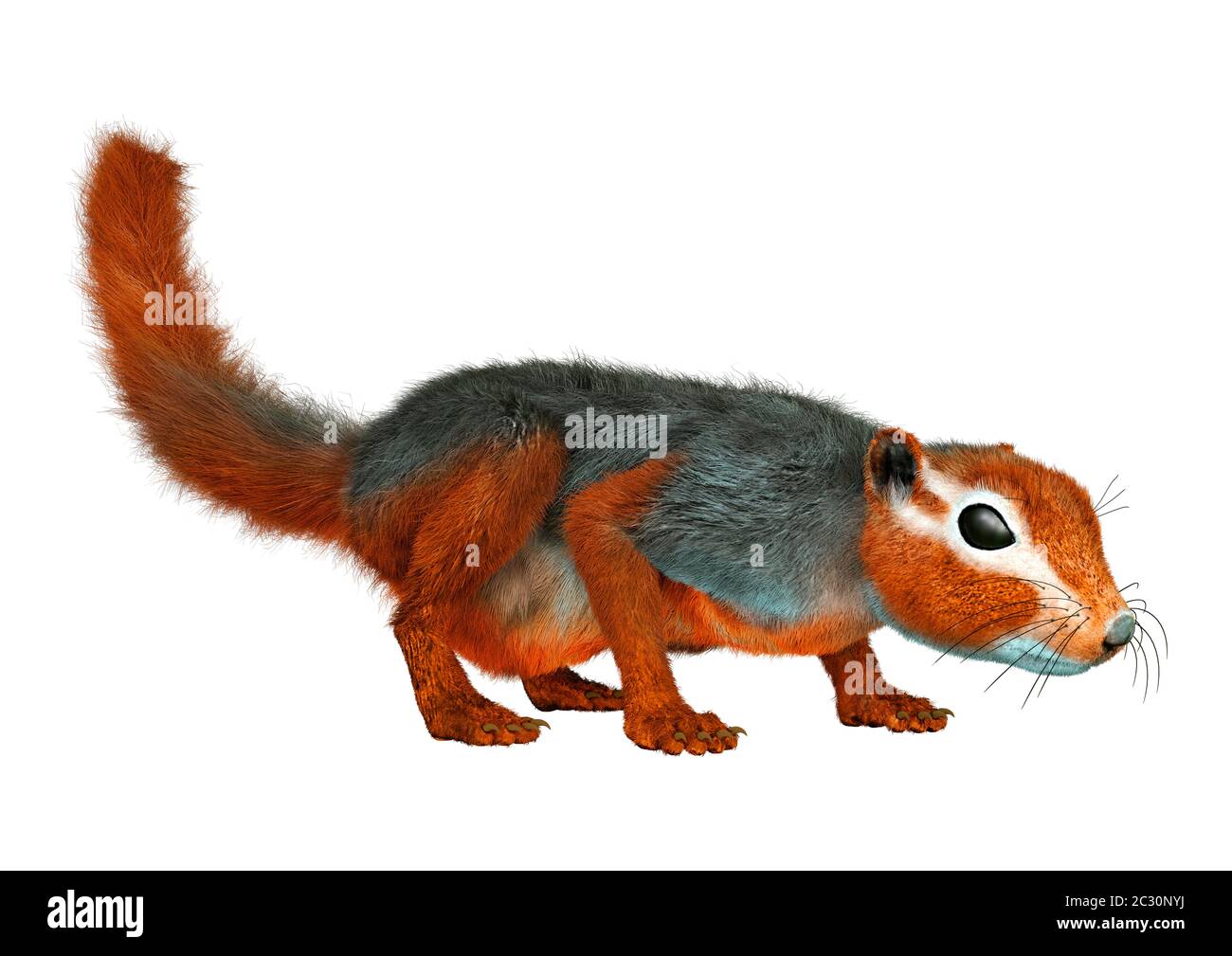 3D rendering of a red bush squirrel or red-bellied coast squirrel ...