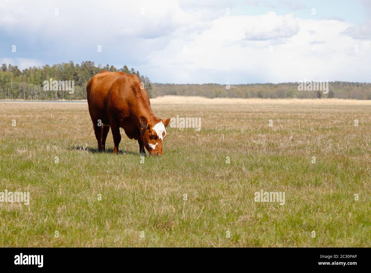 A cow grazing in the meadow next to the sea. The landscape is kept open. Stock Photo