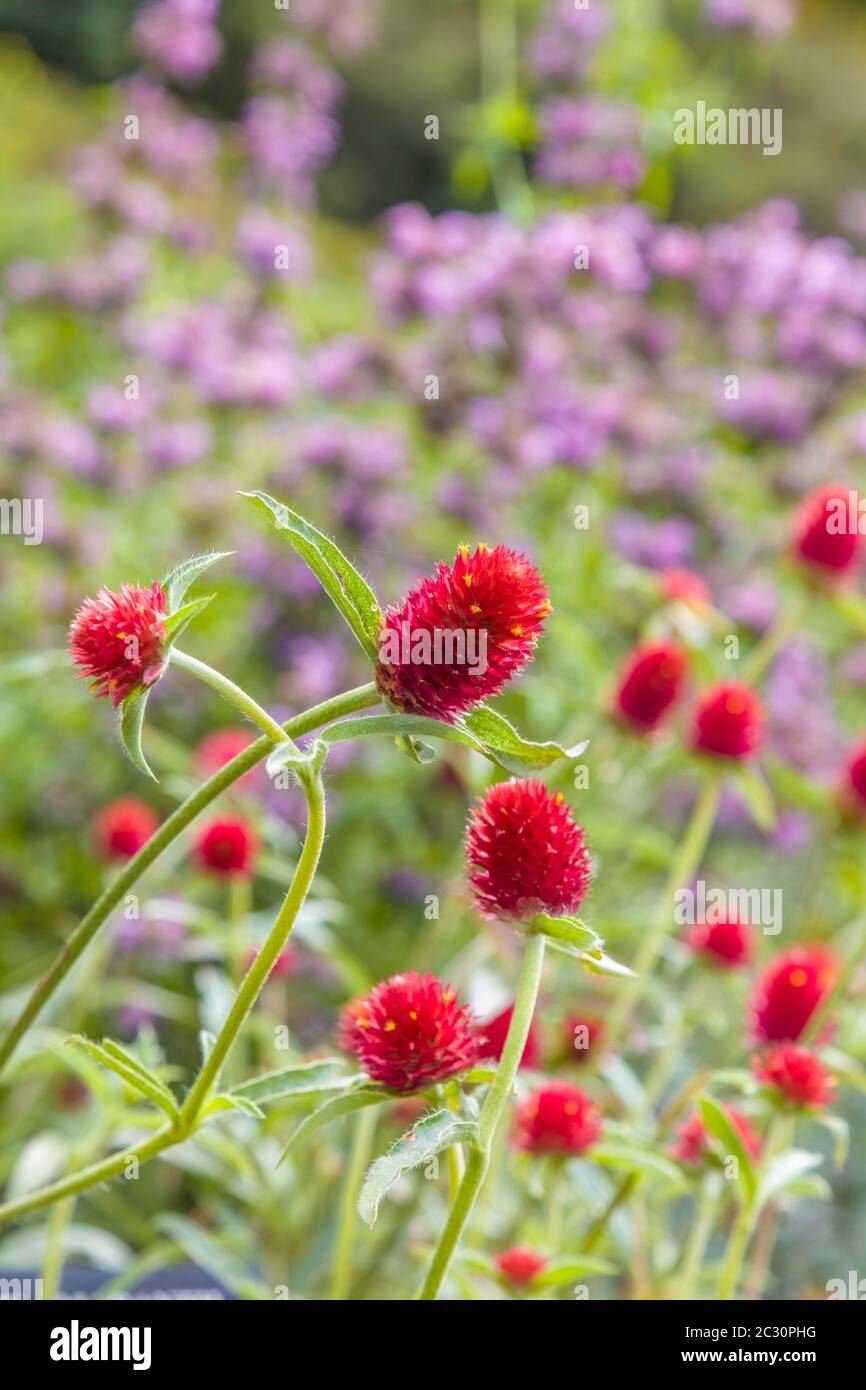Close-up of flowers, Corning, New York, USA Stock Photo