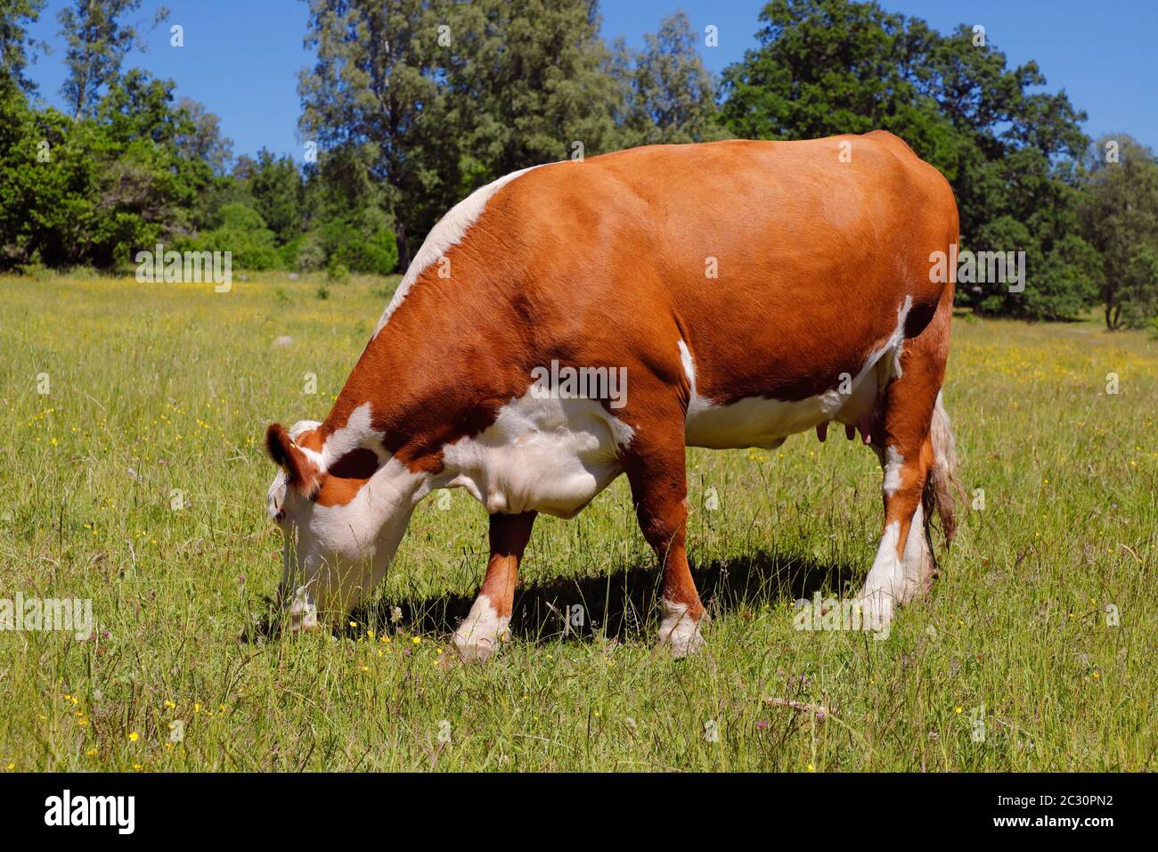 White and brown cow grazing. Stock Photo