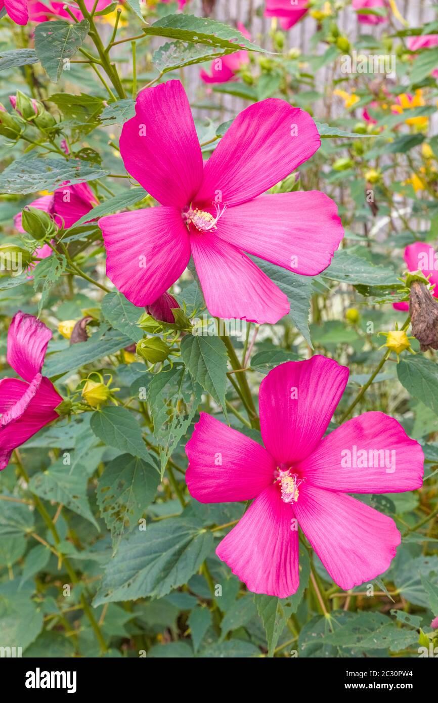 Corning hires stock photography and images Alamy