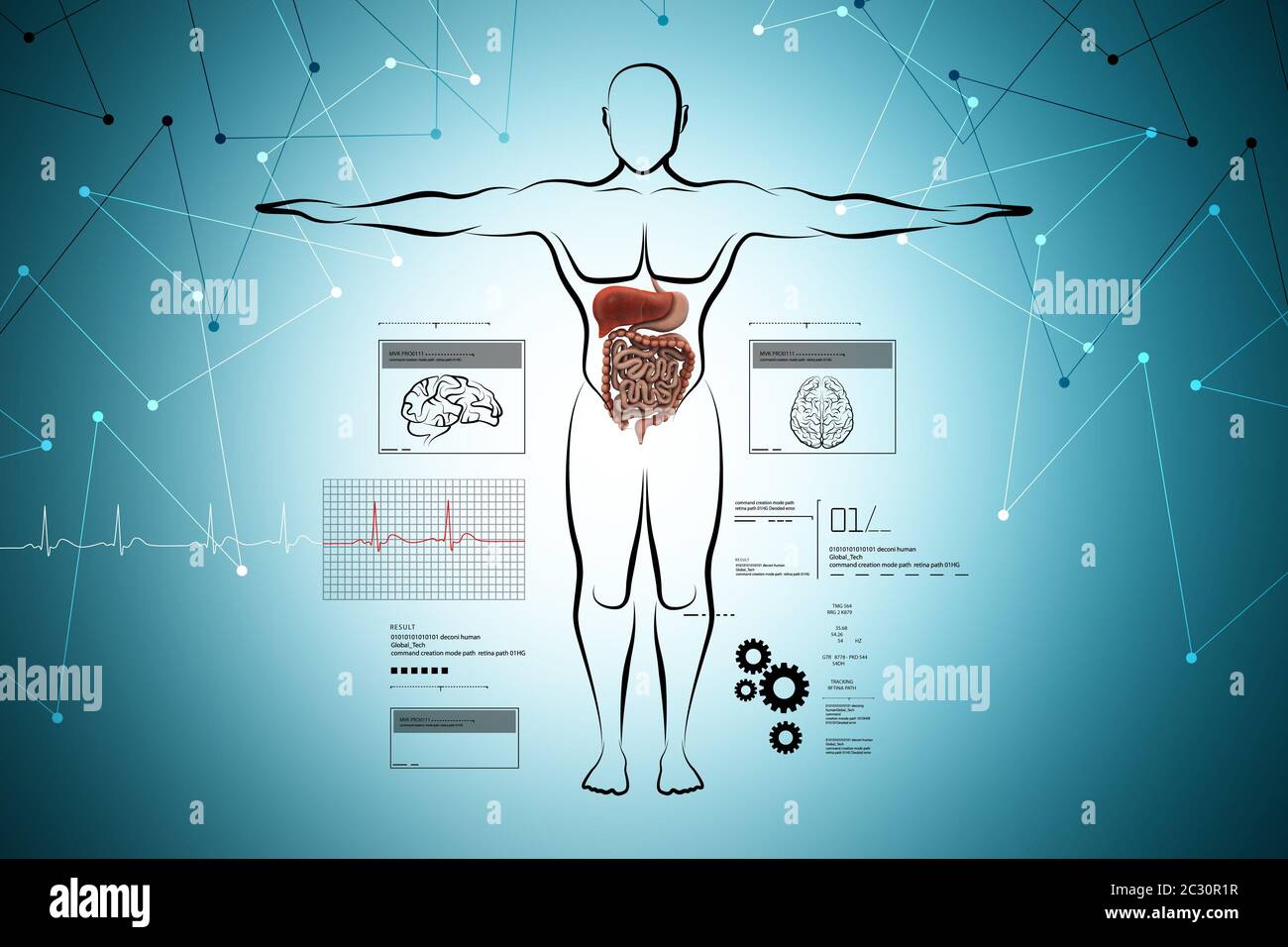human body with digestive system Stock Photo Biology Diagrams