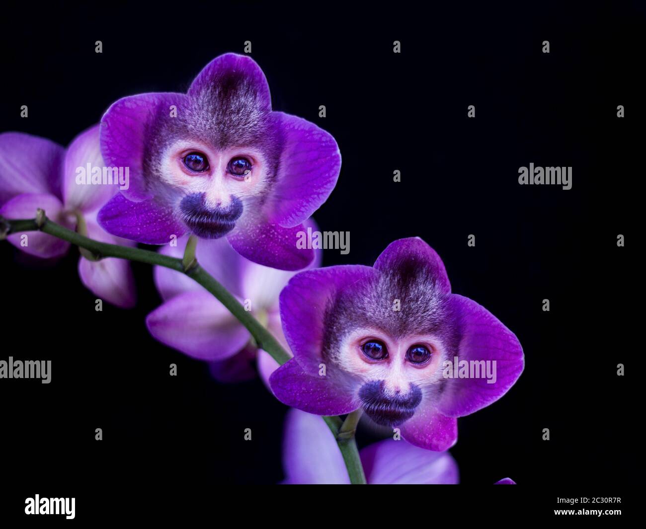 Double exposure wildlife hi-res stock photography and images - Alamy